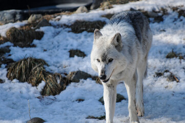 Gray Timber Wolf at the zoo