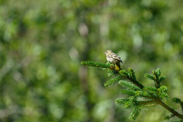 Eurasian Siskin - Spinus spinus sitting on the tree, small passerine bird in the finch family