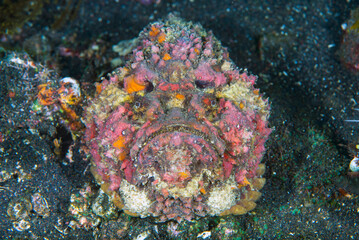 A very  extremely venomous Reef Stonefish -  Synanceia verrucosa. Underwater world of Tulamben, Bali, Indonesia.