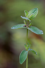 Water drops on a green flower in the woods