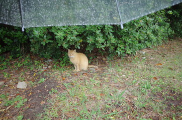 動物と一緒に雨宿り