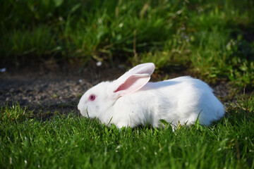 Frightnened white bunny sitting in green grass,photo