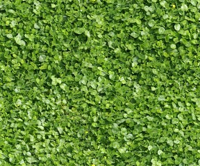 seamless green plant background