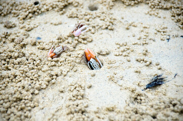 Fiddler Crab walking in mangrove forest at Lipe  island, Thailand