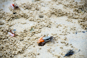 Fiddler Crab walking in mangrove forest at Lipe  island, Thailand