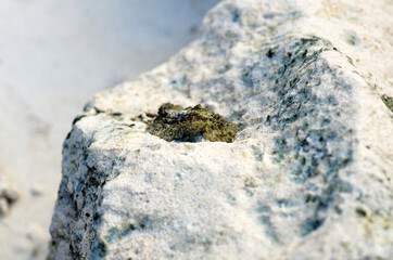 One of the rare species of air breathing sea slug,the celtic sea slug,  Thailand.