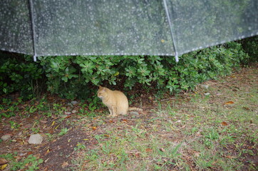 動物と一緒に雨宿り