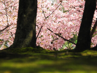 林を包囲する春