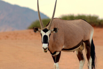 Wild african animal. Lonely Oryx walks through the Namib desert