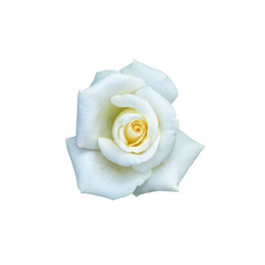 Closeup rose isolated on white background