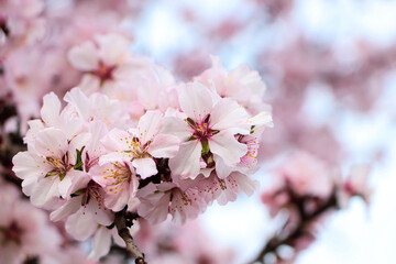 Delicate spring pink cherry blossoms on tree outdoors, closeup