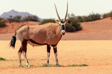 Wild african animal. Lonely Oryx walks through the Namib desert