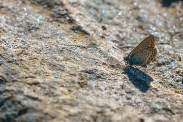 The beautiful Common blue butterfly on rock (Polyommatus icarus)
