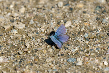 Fototapeta na wymiar The beautiful Common blue butterfly on the road (Polyommatus icarus).