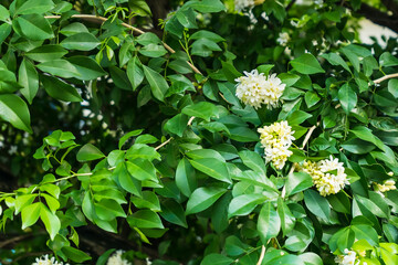 beautiful white small flowers on the branches of a bush