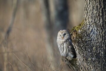 【北海道】エゾフクロウ