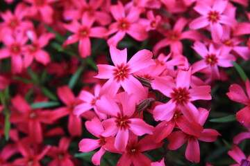 【北海道】芝ざくら