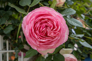 Pink rose in the flower garden