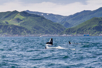 【北海道】知床の海に回遊する野生のシャチ（北海道羅臼沖）