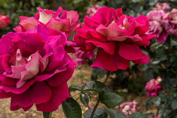 Red roses in the flower garden