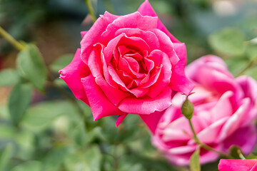Pink roses in the flower garden