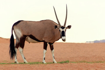 Wild african animal. Lonely Oryx walks through the Namib desert
