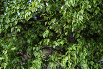 Hedge. Fence made of plants with green leaves in the courtyard of a provincial town. Close-up. 