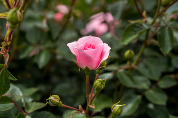 Pink rose in the flower garden