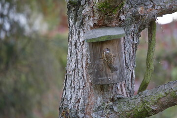 Ein Nistkasten mit Jungen Sperlingen im Frühjahr