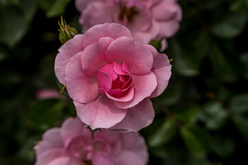 Pink rose in the flower garden