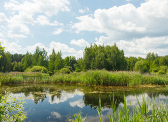 Fototapeta na wymiar Moscow oblast, Russia. Little lake and forest in Noginsk areа.Thickets of sedges. Reflections if water