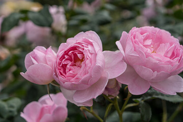 Pink roses in the flower garden