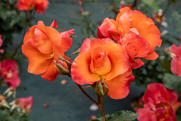 Fototapeta na wymiar orange rose on a green background