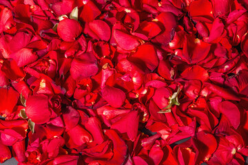 Fresh red roses petals background