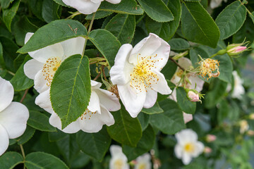 White roses in the flower garden