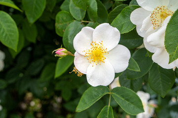 White roses in the flower garden