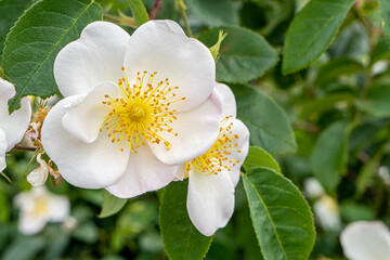 White roses in the flower garden