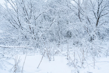 abstract snow winter forest cold freezing weather. trees under snow
