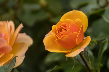orange rose on a green background