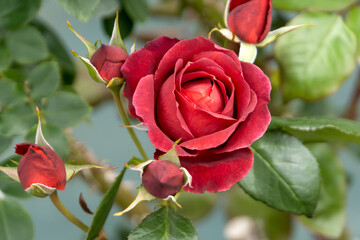 Red roses in the flower garden