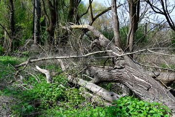 Austria, National Park Donau-Auen