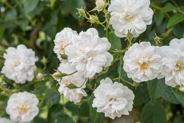 White roses in the flower garden