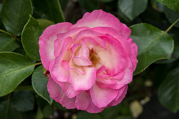 Pink roses in the flower garden