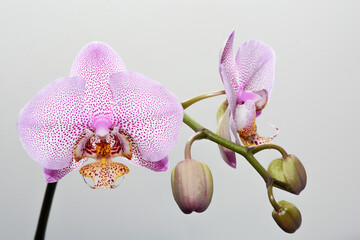 a branch of a blooming orchid in a purple speck on a light background