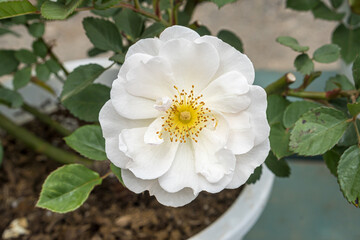 White roses in the flower garden