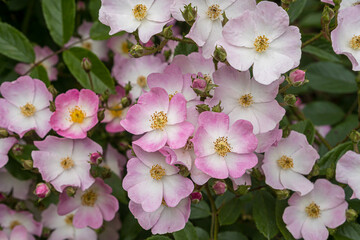 Pink roses in the flower garden