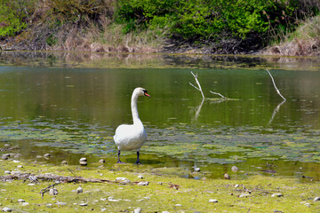 Austria, National Park Donau-Auen