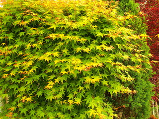 春の若葉のモミジ