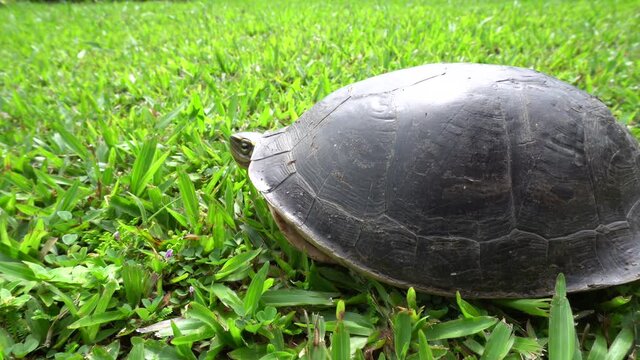 Wild malaysian box turtle on the green grass,side view