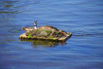 Fototapeta premium Brooding great crested grebe on lake Wannsee, Berlin - Germany